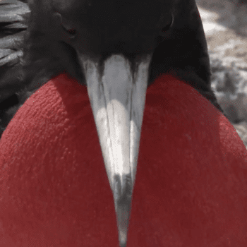 Daily Dive # 086 | Incredible Wildlife of Ascension Island